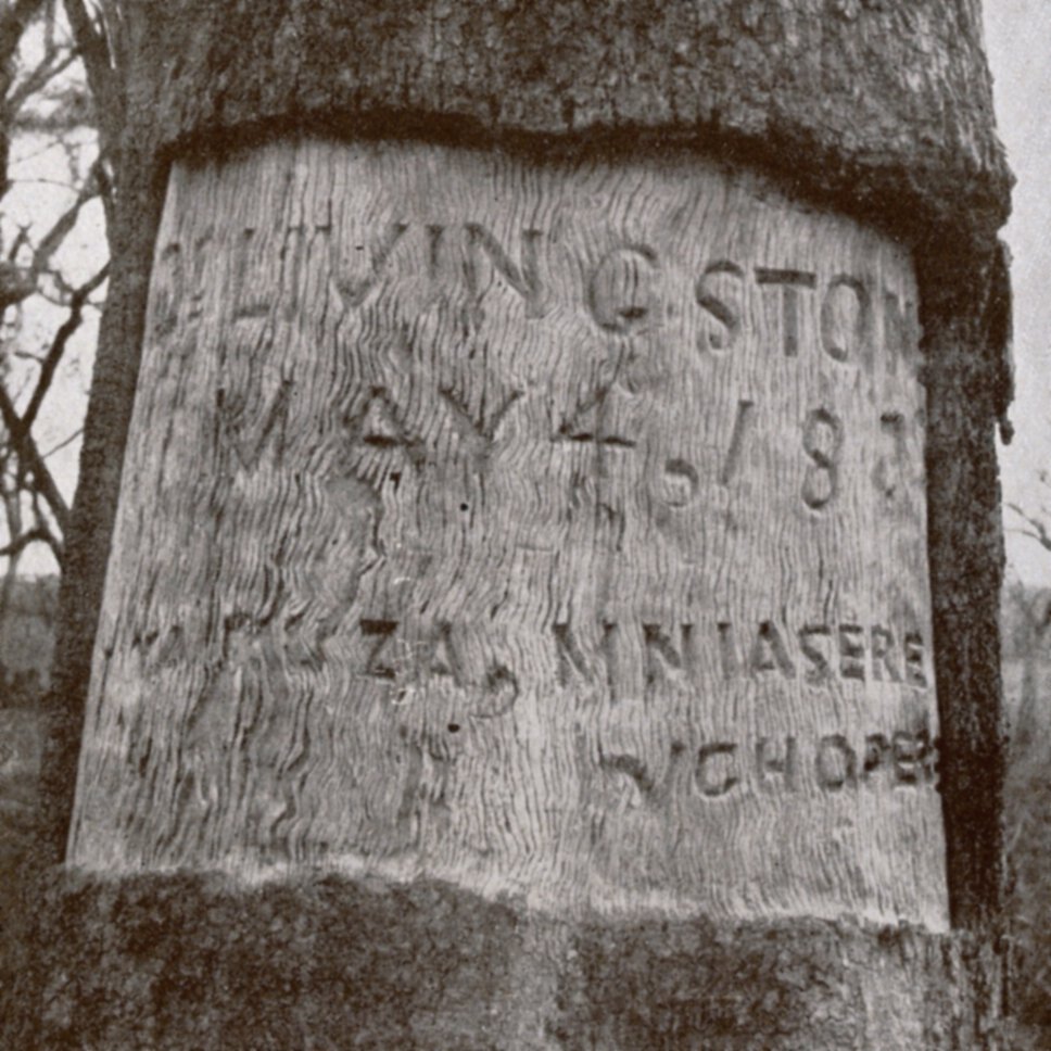 Tree segment with faded inscription on inner bark that begins “Dr. Livignston[e] / May 4, 18[73].”